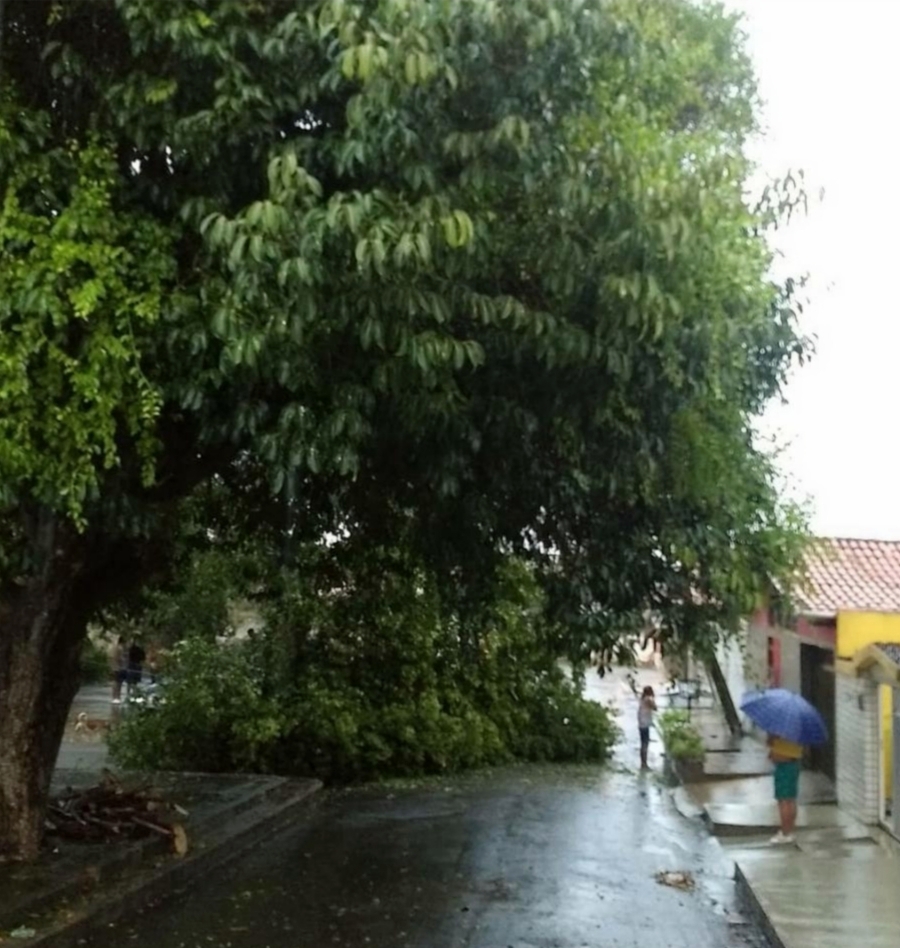 Árvore cai sobre rede elétrica  e carro em São Luis