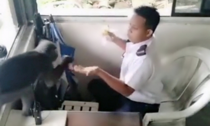 Vigilante é roubado por macaco em sua cabine de trabalho