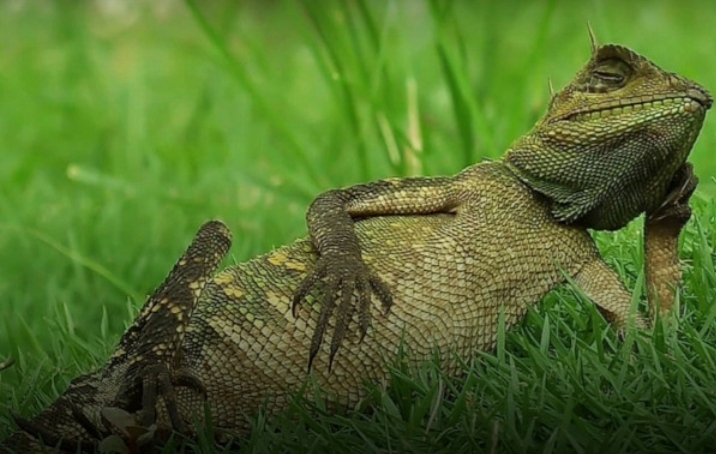 Fotógrafo faz registro inusitado de camaleão deitado na grama